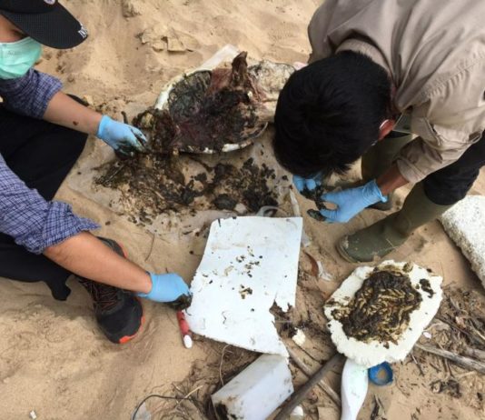 BKSDA Harus Ungkap Fenomena Kematian Penyu di Pantai Belacan