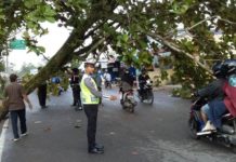 Pohon di Danau Sentarum Tumbang EVAKUASI. Petugas tengah mengevakuasi pohon Ketapang yang tumbang di Jalan Danau Sentarum, Pontianak Kota, Rabu (25/4)—Polisi for RK