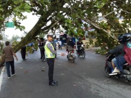 EVAKUASI. Petugas tengah mengevakuasi pohon Ketapang yang tumbang di Jalan Danau Sentarum, Pontianak Kota, Rabu (25/4)—Polisi for RK