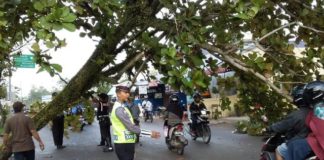 Pohon di Danau Sentarum Tumbang EVAKUASI. Petugas tengah mengevakuasi pohon Ketapang yang tumbang di Jalan Danau Sentarum, Pontianak Kota, Rabu (25/4)—Polisi for RK