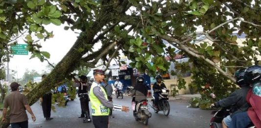 Pohon di Danau Sentarum Tumbang EVAKUASI. Petugas tengah mengevakuasi pohon Ketapang yang tumbang di Jalan Danau Sentarum, Pontianak Kota, Rabu (25/4)—Polisi for RK