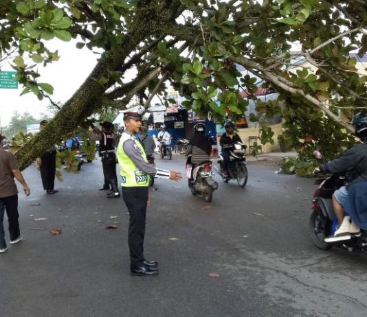 Pohon di Danau Sentarum Tumbang EVAKUASI. Petugas tengah mengevakuasi pohon Ketapang yang tumbang di Jalan Danau Sentarum, Pontianak Kota, Rabu (25/4)—Polisi for RK