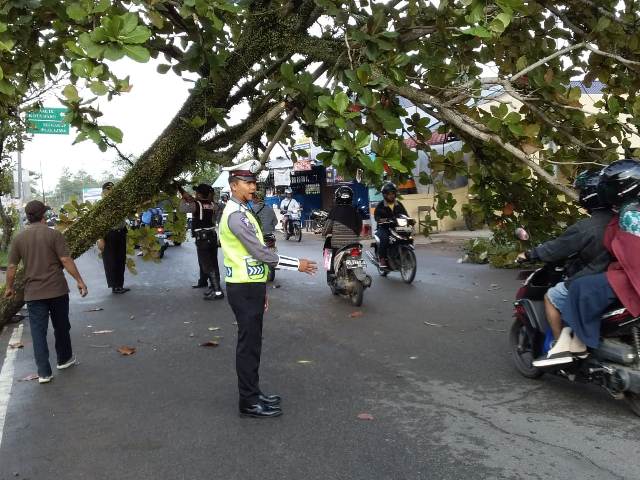 EVAKUASI. Petugas tengah mengevakuasi pohon Ketapang yang tumbang di Jalan Danau Sentarum, Pontianak Kota, Rabu (25/4)—Polisi for RK