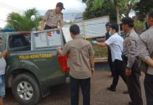 BKSDA Evakuasi Orang Utan Lepas EVAKUASI. Petugas tengah mengevakuasi orang utan di Sungai Kakap, Kamis (17/5)--BKSDA for RK