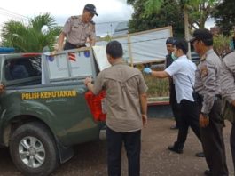 EVAKUASI. Petugas tengah mengevakuasi orang utan di Sungai Kakap, Kamis (17/5)--BKSDA for RK