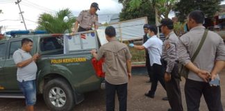 BKSDA Evakuasi Orang Utan Lepas EVAKUASI. Petugas tengah mengevakuasi orang utan di Sungai Kakap, Kamis (17/5)--BKSDA for RK