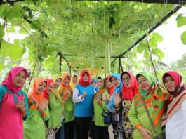 KEBUN PERCONTOHAN. Mahmudah ketika meninjau kebun PKK Kelurahan Kota Baru, Pontianak Selatan belum lama ini. Humas Pemkot for RK