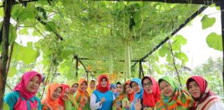 Lahan Gambut Bisa Hasilkan Tanaman Berkualitas KEBUN PERCONTOHAN. Mahmudah ketika meninjau kebun PKK Kelurahan Kota Baru, Pontianak Selatan belum lama ini. Humas Pemkot for RK