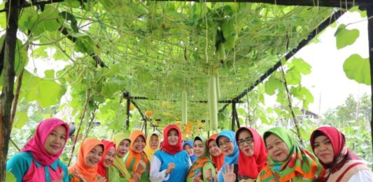 Lahan Gambut Bisa Hasilkan Tanaman Berkualitas KEBUN PERCONTOHAN. Mahmudah ketika meninjau kebun PKK Kelurahan Kota Baru, Pontianak Selatan belum lama ini. Humas Pemkot for RK
