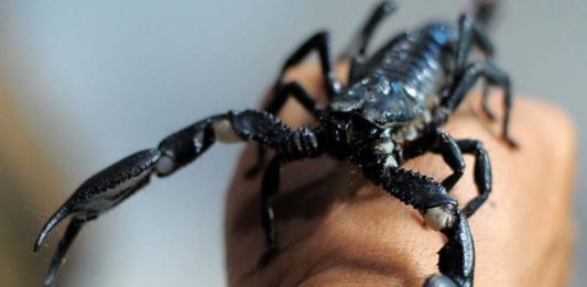 Kumpulkan Racunnya Tak Mudah, Cari Seliter Bisa Berburu Besar-besaran SANGAR. Satu dari sekian banyak jenis Kalajengking, Asian Forest Scorpion paling diminati pehobi hewan eksotik. Selain ukurannya besar, jenis ini terkenal mudah dirawat dan punya tampilan sangar. Wahyu Ramadhan-Radar Banjarmasin