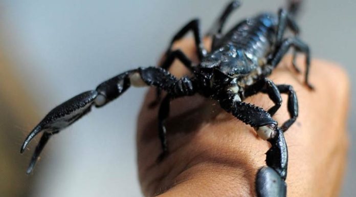 Kumpulkan Racunnya Tak Mudah, Cari Seliter Bisa Berburu Besar-besaran SANGAR. Satu dari sekian banyak jenis Kalajengking, Asian Forest Scorpion paling diminati pehobi hewan eksotik. Selain ukurannya besar, jenis ini terkenal mudah dirawat dan punya tampilan sangar. Wahyu Ramadhan-Radar Banjarmasin