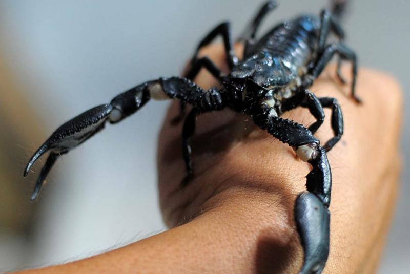 SANGAR. Satu dari sekian banyak jenis Kalajengking, Asian Forest Scorpion paling diminati pehobi hewan eksotik. Selain ukurannya besar, jenis ini terkenal mudah dirawat dan punya tampilan sangar. Wahyu Ramadhan-Radar Banjarmasin