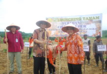 Sanggau Lokasi Program Pertanian Terbesar di Kalbar TANAM PERDANA. Sekretaris Badan Kemenpan RI dan Kadis Hanpanghortikan Sanggau melakukan tanaman perdana Turiman Jagole Super, Jumat (25/5). Darmansyah Dalimunthe-rk