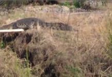 Buaya Muara ‘Nongkrong’ di Parit Jungkat BUAYA. Seekor buaya terlihat naik ke darat, tidak jauh dari pemukiman warga Parit Kebayan, Desa Jungkat, Kecamatan Siantan menarik perhatian warga. netizen for Rakyat Kalbar