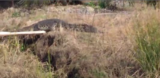 Buaya Muara ‘Nongkrong’ di Parit Jungkat BUAYA. Seekor buaya terlihat naik ke darat, tidak jauh dari pemukiman warga Parit Kebayan, Desa Jungkat, Kecamatan Siantan menarik perhatian warga. netizen for Rakyat Kalbar