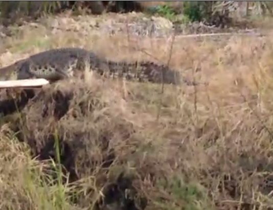 Buaya Muara ‘Nongkrong’ di Parit Jungkat BUAYA. Seekor buaya terlihat naik ke darat, tidak jauh dari pemukiman warga Parit Kebayan, Desa Jungkat, Kecamatan Siantan menarik perhatian warga. netizen for Rakyat Kalbar