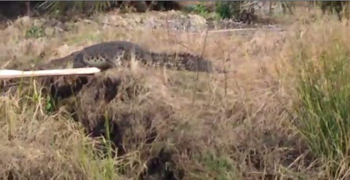 BUAYA. Seekor buaya terlihat naik ke darat, tidak jauh dari pemukiman warga Parit Kebayan, Desa Jungkat, Kecamatan Siantan menarik perhatian warga. netizen for Rakyat Kalbar