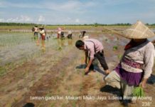 Tanam Padi Musim Gadu Pertama di Kayong Utara Dimulai, Ini Tujuannya…