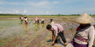 Tanam Padi Musim Gadu Pertama di Kayong Utara Dimulai, Ini Tujuannya…