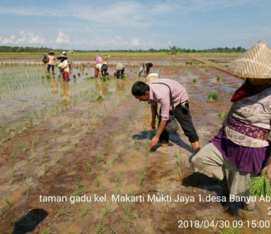 Tanam Padi Musim Gadu Pertama di Kayong Utara Dimulai, Ini Tujuannya…