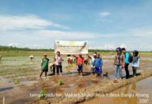 Petani Teluk Batang Ukir Sejarah, Terapkan Teknologi Tanam Padi Musim Gadu