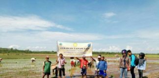 Petani Teluk Batang Ukir Sejarah, Terapkan Teknologi Tanam Padi Musim Gadu