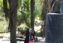 Pokok Sawit Mampu Menyerap Karbon SEJAK 1848. Kelapa sawit di Kebun Raya Bogor, menjadi bukti bahwa kelapa sawit masuk Indonesia pada 1848. DOKUMEN KALTENG POS