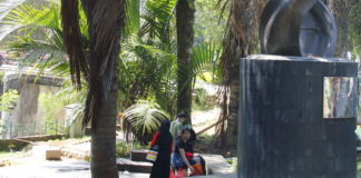 Pokok Sawit Mampu Menyerap Karbon SEJAK 1848. Kelapa sawit di Kebun Raya Bogor, menjadi bukti bahwa kelapa sawit masuk Indonesia pada 1848. DOKUMEN KALTENG POS