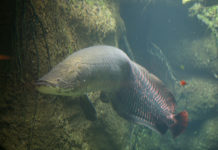 Susi Perintahkan Arapaima Dimusnahkan