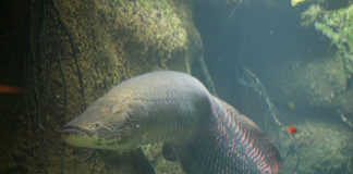 Susi Perintahkan Arapaima Dimusnahkan
