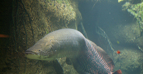 Susi Perintahkan Arapaima Dimusnahkan