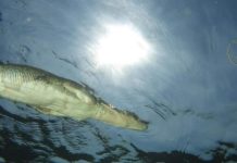 Buaya Melintas di Atas Kepala, Gugup hingga Naik ke Darat PREDATOR PURBA. Buaya yang melintas di atas kepala Nana Nayla dan teman-temannya berhasil diabadikan dengan menggunakan kamera bawah air. INZET: Nana sesaat sebelum memulai penyelaman. Nana for Radar Sulteng