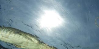 Sayembara Penangkapan Buaya Dibatalkan PREDATOR PURBA. Buaya yang melintas di atas kepala Nana Nayla dan teman-temannya berhasil diabadikan dengan menggunakan kamera bawah air. INZET: Nana sesaat sebelum memulai penyelaman. Nana for Radar Sulteng