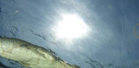 Buaya Melintas di Atas Kepala, Gugup hingga Naik ke Darat PREDATOR PURBA. Buaya yang melintas di atas kepala Nana Nayla dan teman-temannya berhasil diabadikan dengan menggunakan kamera bawah air. INZET: Nana sesaat sebelum memulai penyelaman. Nana for Radar Sulteng