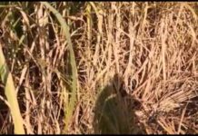 Kebun di Bumi yang Belum Jadi