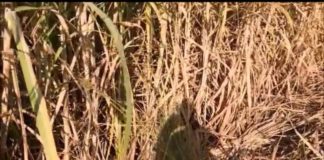 Kebun di Bumi yang Belum Jadi