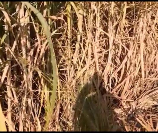 Kebun di Bumi yang Belum Jadi