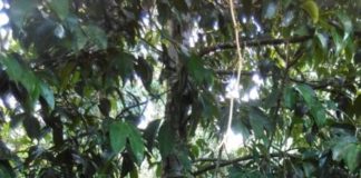 Pengunjung Makin Ramai