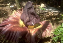 Bunga Bangkai di New York Diduga Ilegal