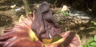 Bunga Bangkai di New York Diduga Ilegal