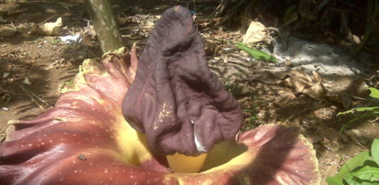 Bunga Bangkai di New York Diduga Ilegal