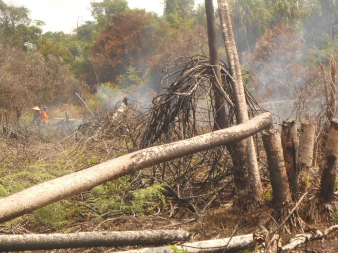 PEMADAMAN API. Personil Manggala Agni Daops Pontianak bersama TNI-Polri dan masyarakat peduli api melakukan pemadaman lanjutan di lahan milik warga di Desa Arang Limbung, Kecamatan Sungai Raya, Kabupaten Kubu Raya, Sabtu (20/7), sekitar pukul 13.00 WIB. Andi Ridwansyah-RK