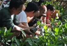 MMC Selamatkan Pesisir Mempawah dari Abrasi REUNI. MMC melakukan penanaman mangrove di pesisir Mempawah Mangrove Park, Desa Pasir, Kecamatan Mempawah Hilir, Minggu (15/7). Kegiatan reuni tersebut menandai lima tahun kiprah MMC. Ari Sandy