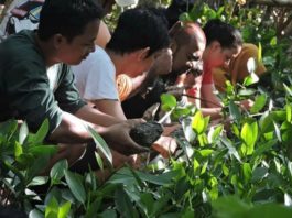 REUNI. MMC melakukan penanaman mangrove di pesisir Mempawah Mangrove Park, Desa Pasir, Kecamatan Mempawah Hilir, Minggu (15/7). Kegiatan reuni tersebut menandai lima tahun kiprah MMC. Ari Sandy