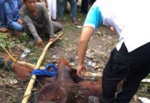 “Tamasya” ke Pemukiman Warga DIAMANKAN. Warga mengikat Orang Utan sembari menunggu tim BKSDA datang, di Kecamatan Siantan, Mempawah, Minggu (1/7). Foto Kecil: Orang Utan di Kecamatan Siantan sebelum ditangkap. Ari Sandy-RK