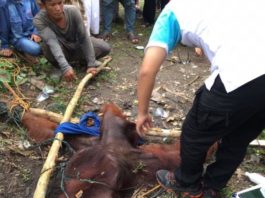 DIAMANKAN. Warga mengikat Orang Utan sembari menunggu tim BKSDA datang, di Kecamatan Siantan, Mempawah, Minggu (1/7). Foto Kecil: Orang Utan di Kecamatan Siantan sebelum ditangkap. Ari Sandy-RK