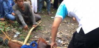 “Tamasya” ke Pemukiman Warga DIAMANKAN. Warga mengikat Orang Utan sembari menunggu tim BKSDA datang, di Kecamatan Siantan, Mempawah, Minggu (1/7). Foto Kecil: Orang Utan di Kecamatan Siantan sebelum ditangkap. Ari Sandy-RK