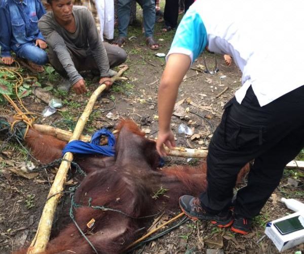 DIAMANKAN. Warga mengikat Orang Utan sembari menunggu tim BKSDA datang, di Kecamatan Siantan, Mempawah, Minggu (1/7). Foto Kecil: Orang Utan di Kecamatan Siantan sebelum ditangkap. Ari Sandy-RK