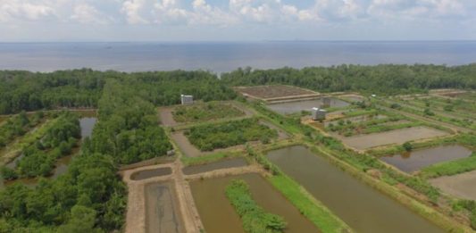 Petambak Udang Desa Medan Mas Gagal Panen Gagal Panen. Ratusan hektare tambak udang mengalami gagal panen. Warga for Rakyat Kalbar