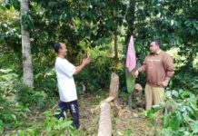 Bunga Terbesar di Dunia Muncul di Sekadau Swafoto: Warga saat berswafoto dengan bunga Rafflesia yang muncul di Dusun Pangkin, Desa Mungguk, Sekada Hilir, Senin (23/7)--Abdu Syukri